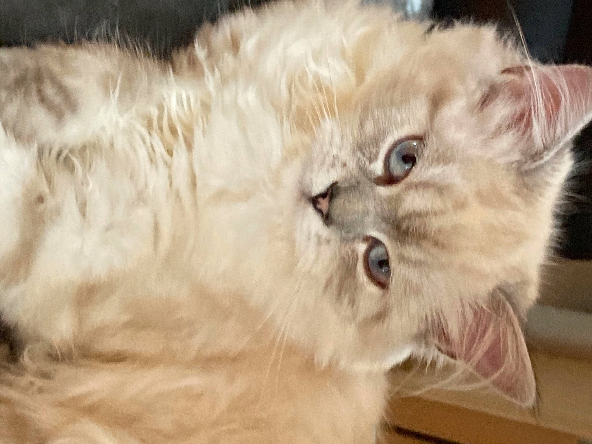 Sully a rejoint le concours — aidez-le/la à gagner de superbes lots ! british_longhair, carnivore, cat, claw, close_up, eye, fawn, felidae, fur, paw, persian, small_to_medium_sized_cats, snout, terrestrial_animal, whiskers