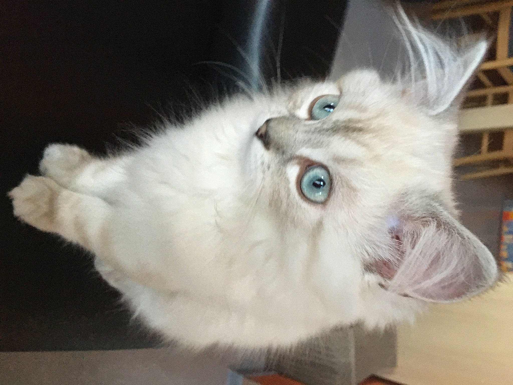 Sully participe au concours pour gagner de l'argent avec cette photo : carnivore, cat, claw, domestic_short_haired_cat, ear, eye, felidae, fur, paw, photo_caption, ragdoll, small_to_medium_sized_cats, snout, whiskers