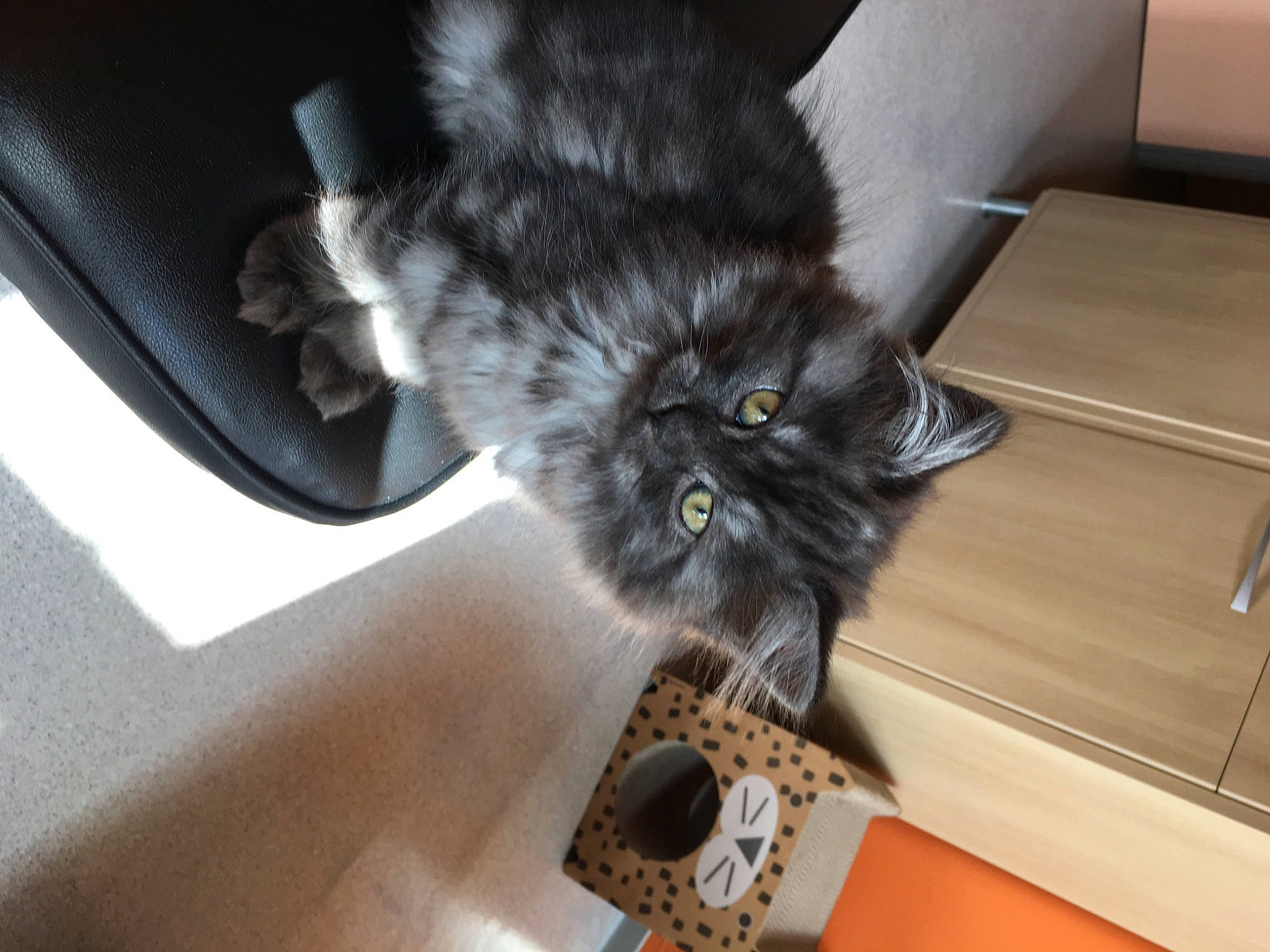 Fleurette a rejoint le concours — aidez-le/la à gagner de superbes lots ! black_cat, carnivore, cat, claw, comfort, domestic_short_haired_cat, felidae, floor, flooring, fur, grey, hardwood, paw, plant, room, small_to_medium_sized_cats, snout, tail, whiskers, wood