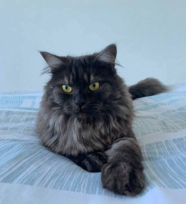 Fleurette participe au concours pour gagner de l'argent avec cette photo : automotive_tire, british_longhair, carnivore, cat, claw, comfort, felidae, fur, grey, paw, small_to_medium_sized_cats, snout, tail, terrestrial_animal, whiskers