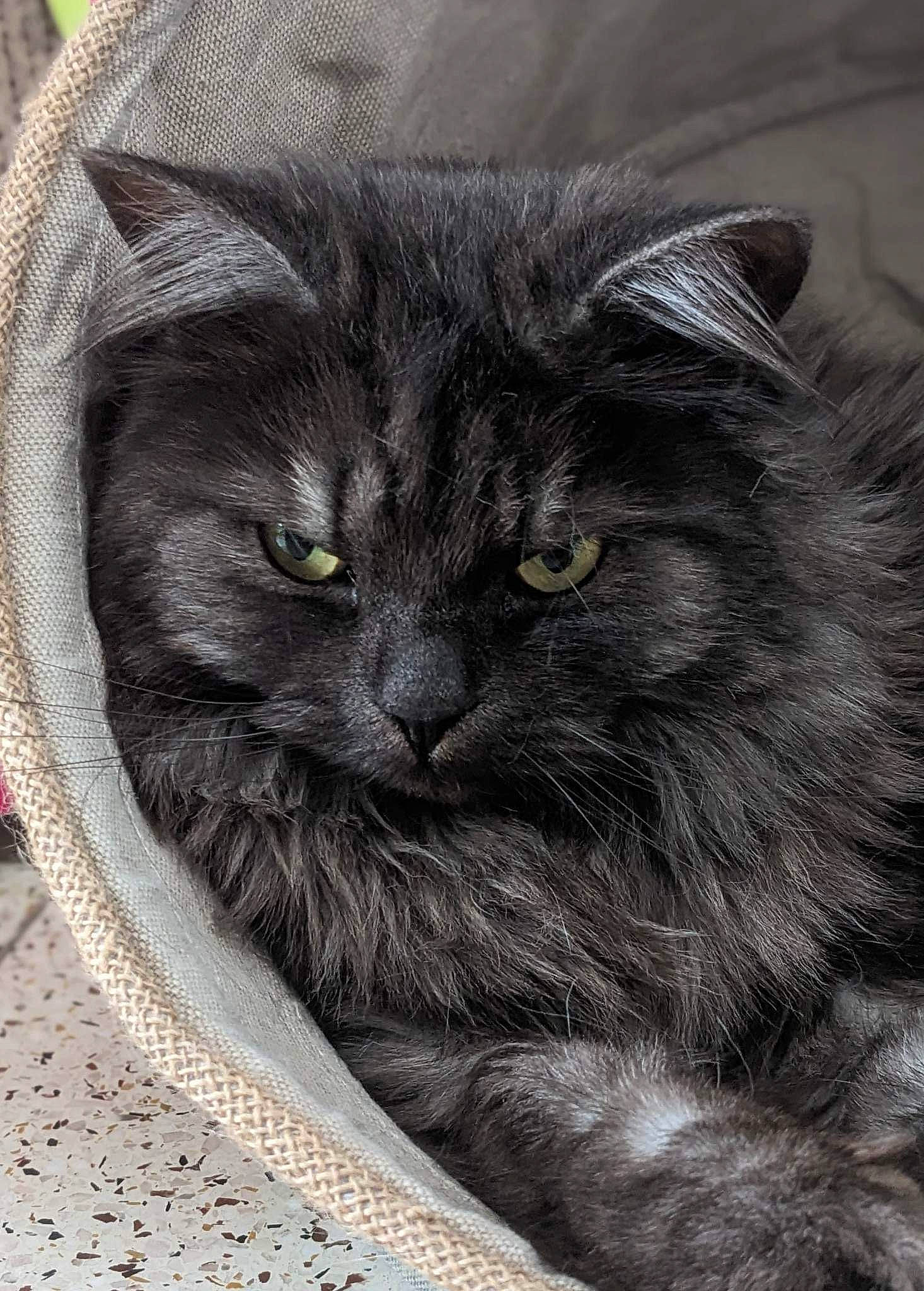 Fleurette participe au concours pour gagner de l'argent avec cette photo : art, black_cat, british_longhair, carnivore, cat, domestic_short_haired_cat, felidae, fur, grey, monochrome_photography, small_to_medium_sized_cats, snout, terrestrial_animal, whiskers