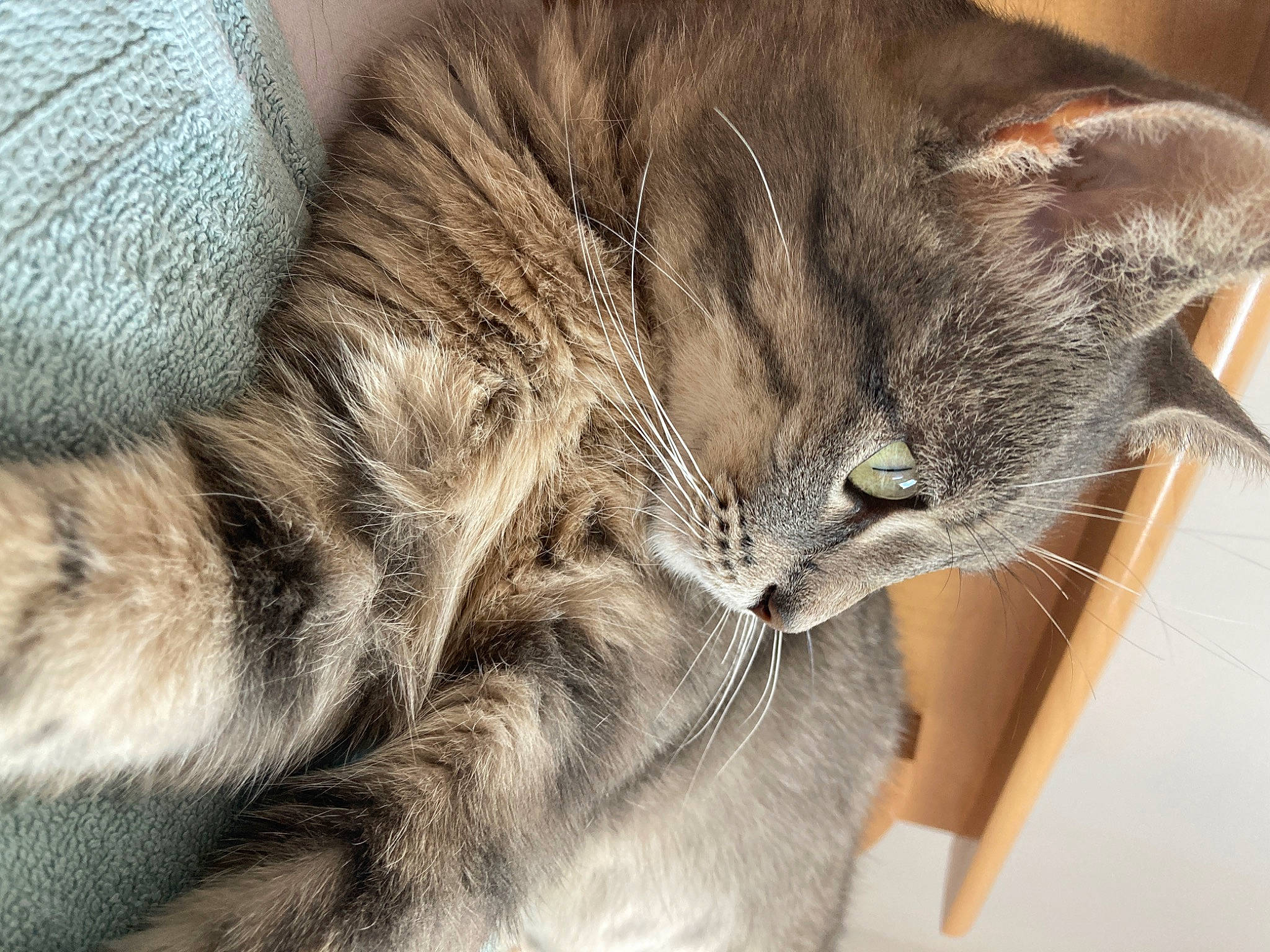 Poopies a rejoint le concours — aidez-le/la à gagner de superbes lots ! box, carnivore, cat, claw, comfort, domestic_short_haired_cat, felidae, fur, grey, nap, paw, small_to_medium_sized_cats, snout, tail, terrestrial_animal, whiskers, window