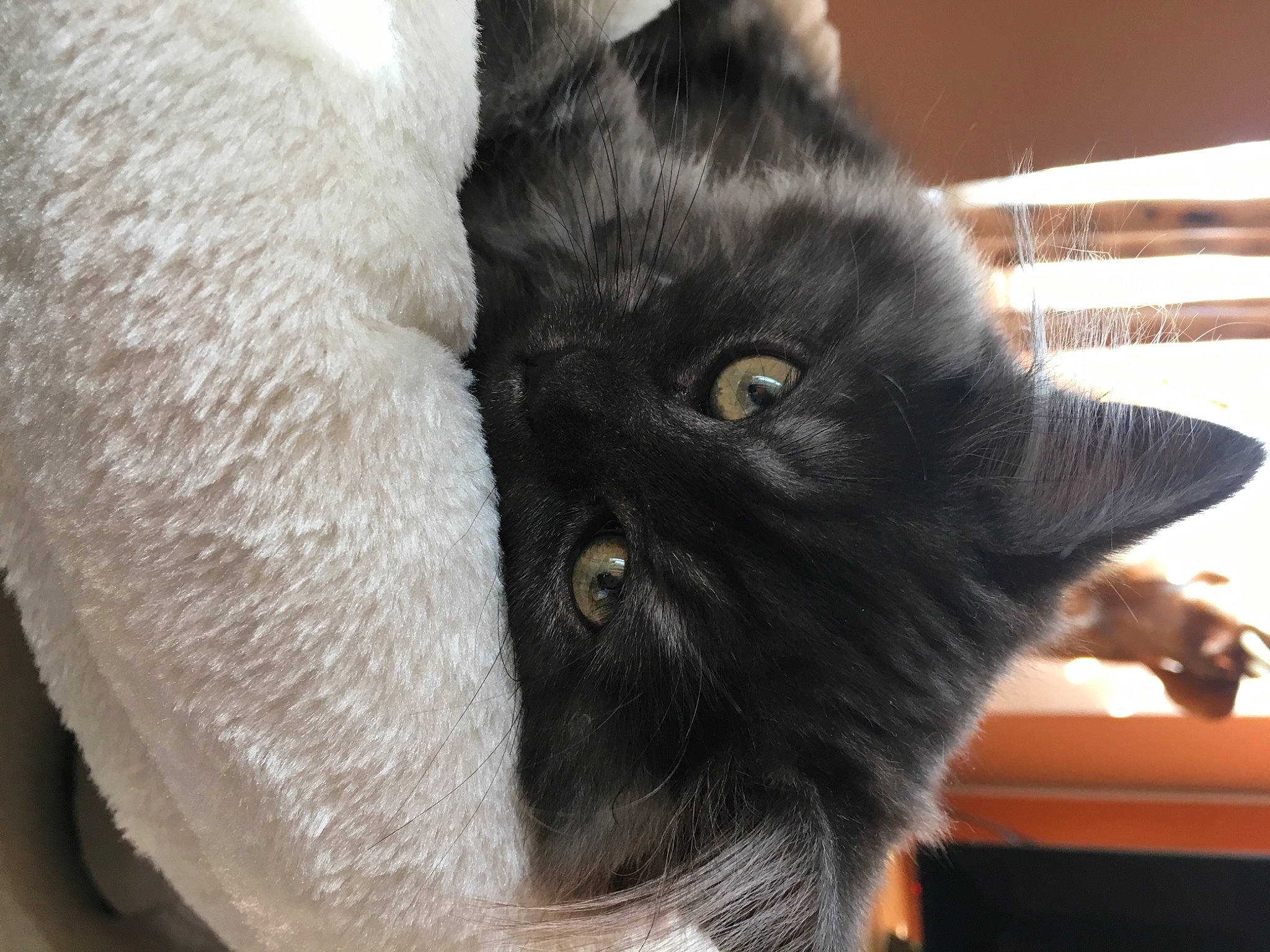 Fleurette a rejoint le concours — aidez-le/la à gagner de superbes lots ! black_cat, bombay, carnivore, cat, claw, comfort, domestic_short_haired_cat, ear, felidae, fur, grey, paw, small_to_medium_sized_cats, snout, tail, terrestrial_animal, whiskers