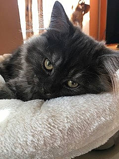 Fleurette participe au concours pour gagner de l'argent avec cette photo : black_cat, bombay, british_longhair, carnivore, cat, claw, comfort, felidae, fur, grey, small_to_medium_sized_cats, snout, tail, terrestrial_animal, whiskers