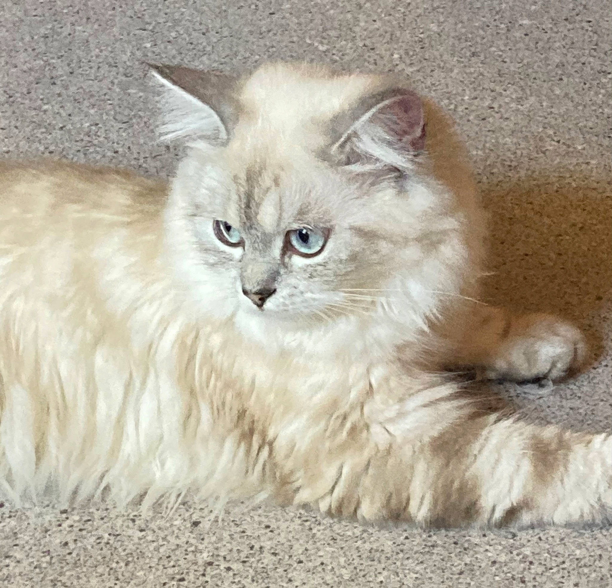 Sully a rejoint le concours — aidez-le/la à gagner de superbes lots ! birman, british_longhair, carnivore, cat, felidae, fur, grey, iris, persian, ragdoll, small_to_medium_sized_cats, snout, terrestrial_animal, whiskers, window
