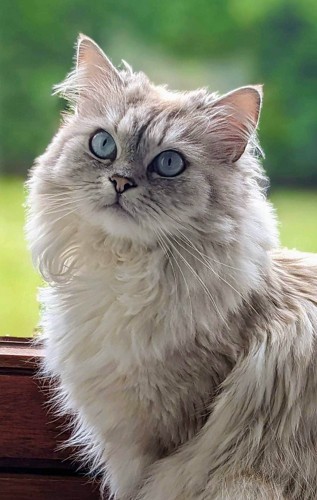 Sully participe au concours pour gagner de l'argent avec cette photo : british_longhair, carnivore, cat, close_up, eye, felidae, fur, grass, iris, persian, plant, small_to_medium_sized_cats, snout, terrestrial_animal, whiskers