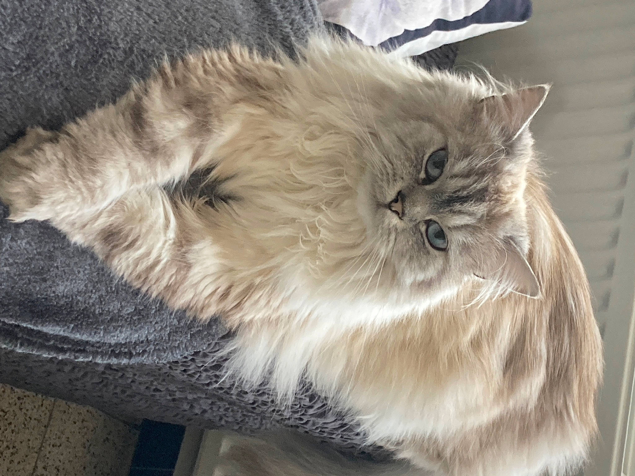 Sully participe au concours pour gagner de l'argent avec cette photo : bag, baggage, british_longhair, carnivore, cat, fashion_accessory, fawn, felidae, fur, persian, selkirk_rex, small_to_medium_sized_cats, snout, tail, terrestrial_animal, whiskers