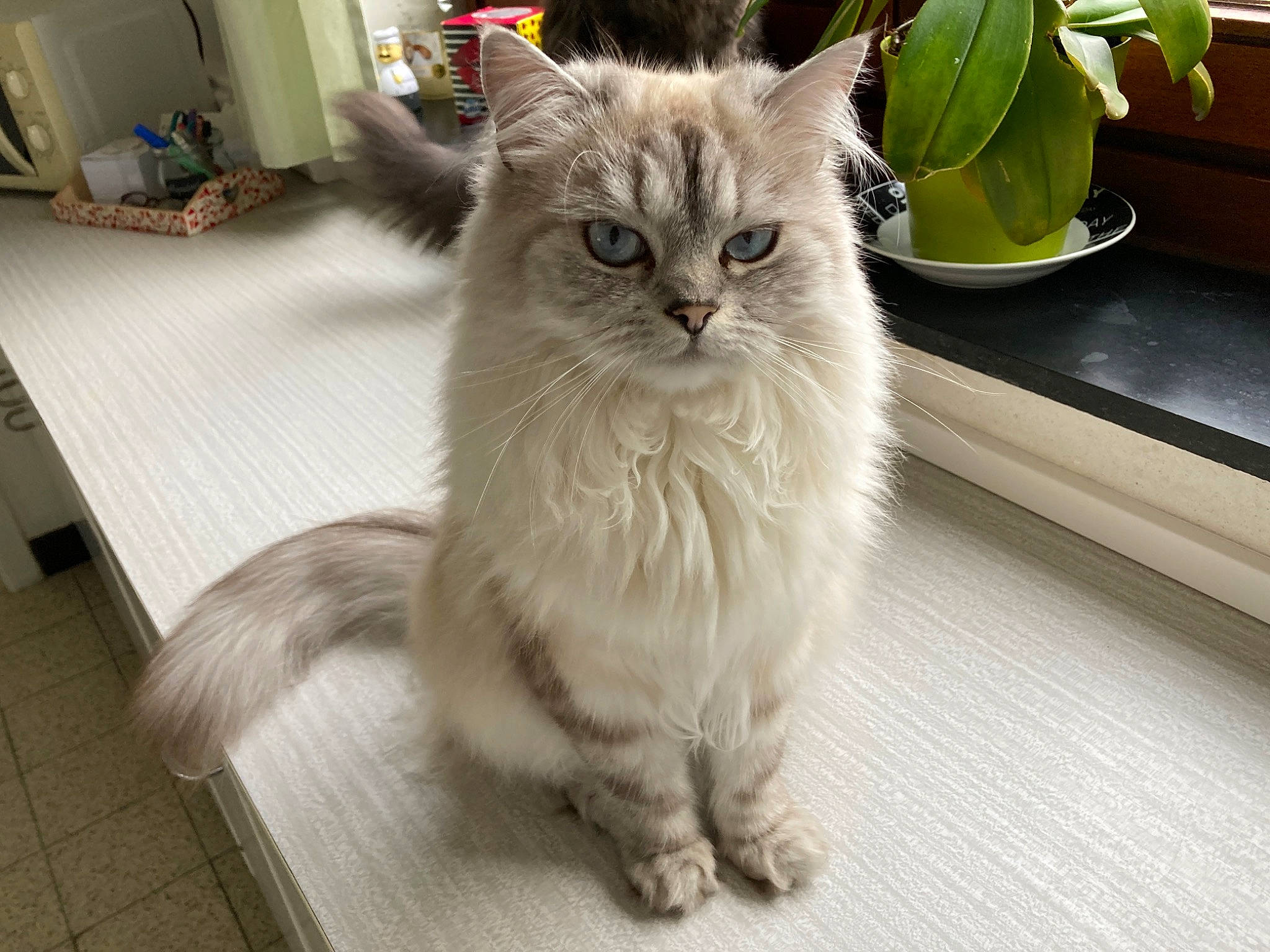 Sully a rejoint le concours — aidez-le/la à gagner de superbes lots ! british_longhair, carnivore, cat, domestic_short_haired_cat, fawn, felidae, floor, flooring, flowerpot, fur, hardwood, houseplant, paw, plant, shelf, small_to_medium_sized_cats, snout, tail, whiskers, wood
