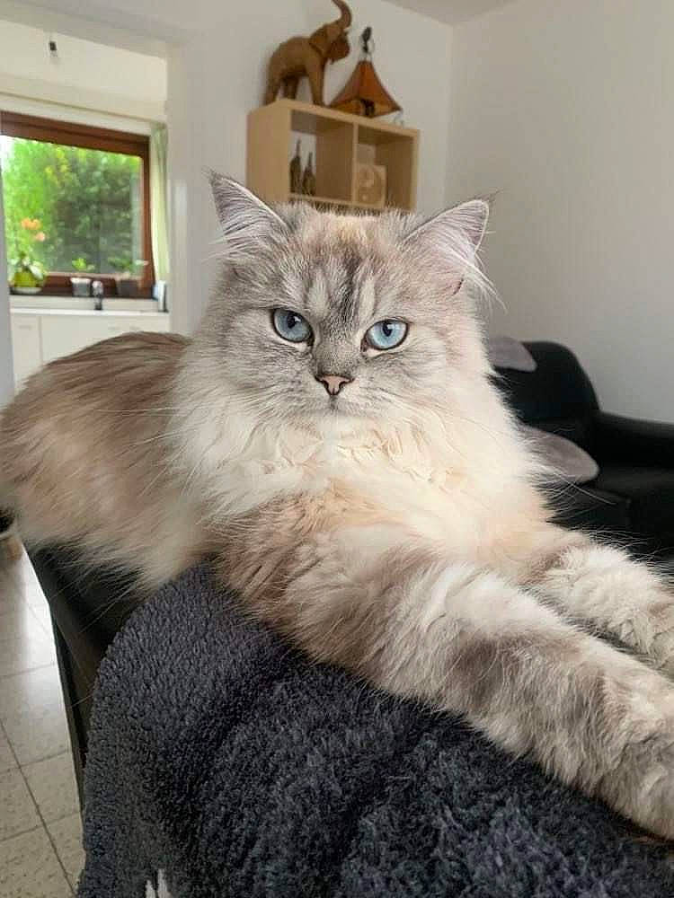 Sully a rejoint le concours — aidez-le/la à gagner de superbes lots ! british_longhair, carnivore, cat, chair, claw, comfort, couch, fawn, felidae, fur, grey, hardwood, paw, persian, picture_frame, plant, small_to_medium_sized_cats, tail, whiskers, window