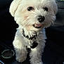 Kash Money joined the competition — help win amazing prizes! animal, armrest, canine, car, collar, companion, cute, daylight, dog, fluffy, greenery, happy, indoor, leather, pet, seat, smiling, sunlight, white, window
