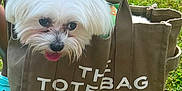 Kash Money is registered to the contest to win money with this photo: accessories, animal, bag, canine, dog, face, grass, handbag, head, lawn, person, pet, photography, plant, puppy, purse, shoppingbag, strap, terrier, totebag
