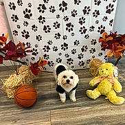 Kash Money joined the competition — help win amazing prizes! animal, autumn_leaves, background, basketball, black_clothing, cute, decorations, dog, fall_decor, flooring, hay_bale, indoor, paw_print_backdrop, pet, small_dog, teddy_bear, toy, white_dog, wooden_floor, yellow_teddy_bear