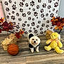 animal, autumn_leaves, background, basketball, black_clothing, cute, decorations, dog, fall_decor, flooring, hay_bale, indoor, paw_print_backdrop, pet, small_dog, teddy_bear, toy, white_dog, wooden_floor, yellow_teddy_bear