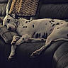 animal, black_and_white, blanket, comfort, couch, cozy, dalmatian, dog, fur, home, indoor, leather, living_room, pet, pillow, quiet, relaxed, resting, sleeping, spotted