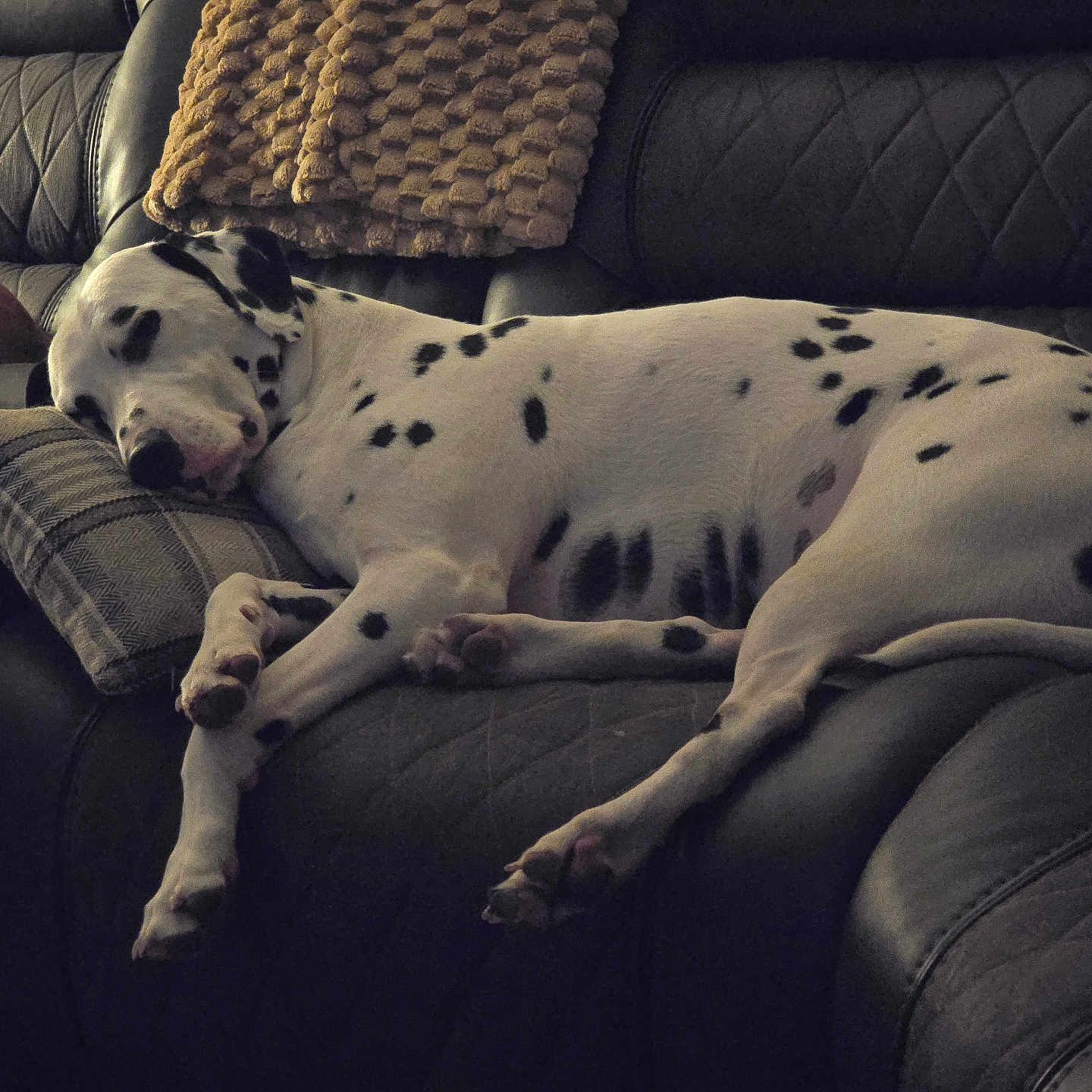 Higbee is registered to the contest to win money with this photo: animal, black_and_white, blanket, comfort, couch, cozy, dalmatian, dog, fur, home, indoor, leather, living_room, pet, pillow, quiet, relaxed, resting, sleeping, spotted