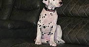 Higbee is registered to the contest to win money with this photo: dalmatian, puppy, dog, pet, leather_couch, quilted_pattern, indoor, sitting, animal, young_dog, spotted_coat, collar, furniture, home, domestic_animal, canine, cute, attention, resting, cozy