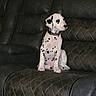 dalmatian, puppy, dog, pet, leather_couch, quilted_pattern, indoor, sitting, animal, young_dog, spotted_coat, collar, furniture, home, domestic_animal, canine, cute, attention, resting, cozy