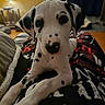 Higbee is registered to the contest to win money with this photo: dalmatian, puppy, dog, pet, indoor, cozy, blanket, lap, curious, black_spots, white_fur, animal, canine, closeup, portrait, home, floor, lamp, furniture, relaxing