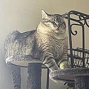 Sam joined the competition — help win amazing prizes! cat, tabby, cat_tree, feline, pet, indoor, resting, lounging, striped, fur, animal, cute, relaxed, home, soft_light, tail, ears, paws, whiskers, sleepy
