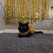 Panther joined the competition — help win amazing prizes! animal, black_cat, carpet, cat, costume, cute, decorations, feline, festive, floor, fluffy, gold_outfit, gold_streamers, gray_carpet, indoor, pet, posing, sparkly_clothing, wall, yellow_eyes