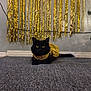 animal, black_cat, carpet, cat, costume, cute, decorations, feline, festive, floor, fluffy, gold_outfit, gold_streamers, gray_carpet, indoor, pet, posing, sparkly_clothing, wall, yellow_eyes