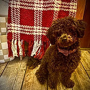 Pip is registered to the contest to win money with this photo: dog, brown_dog, curly_fur, bow_tie, sitting, wooden_floor, blanket, checkered_blanket, plant_pot, checkered_pot, indoor, cozy, pet, fur, collar, patterned_collar, home_decor, furniture, warm_lighting, dog_face