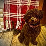 dog, brown_dog, curly_fur, bow_tie, sitting, wooden_floor, blanket, checkered_blanket, plant_pot, checkered_pot, indoor, cozy, pet, fur, collar, patterned_collar, home_decor, furniture, warm_lighting, dog_face