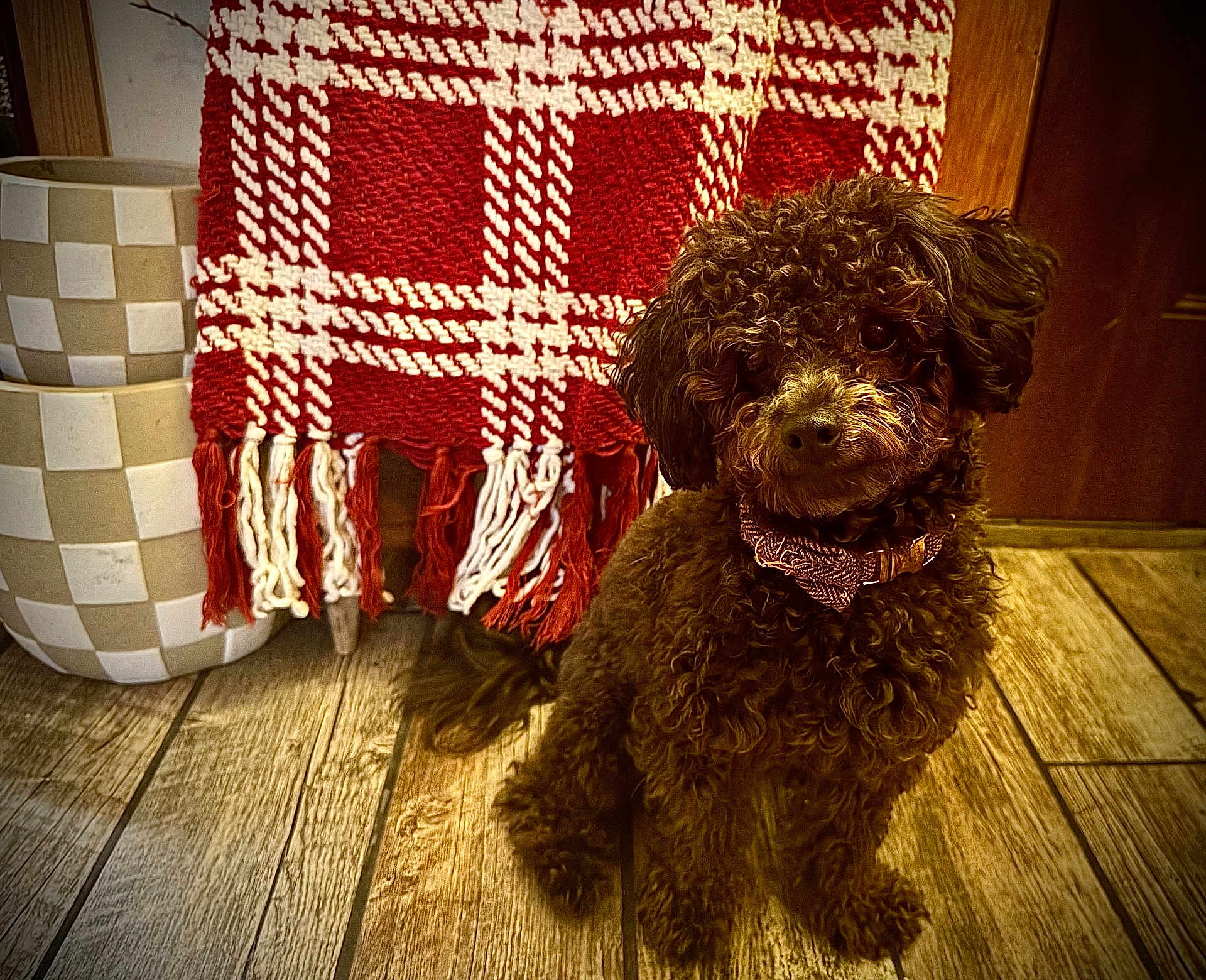 Pip is registered to the contest to win money with this photo: dog, brown_dog, curly_fur, bow_tie, sitting, wooden_floor, blanket, checkered_blanket, plant_pot, checkered_pot, indoor, cozy, pet, fur, collar, patterned_collar, home_decor, furniture, warm_lighting, dog_face