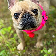 Jada is registered to the contest to win money with this photo: dog, french_bulldog, pet, animal, outdoor, grass, close_up, brown, pink_harness, cute, canine, portrait, mammal, ears, face, eyes, snout, fur, leash, nature