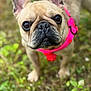dog, french_bulldog, pet, animal, outdoor, grass, close_up, brown, pink_harness, cute, canine, portrait, mammal, ears, face, eyes, snout, fur, leash, nature