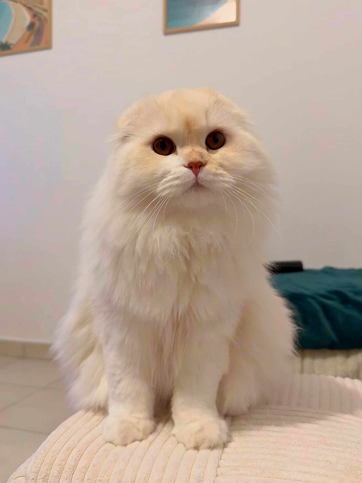 Peanut participe au concours pour gagner de l'argent avec cette photo : cat, fluffy, cream_colored, sitting, indoor, pet, feline, whiskers, soft, cute, round_eyes, fur, domestic_animal, portrait, animal, cozy, furniture, home, mammal, relaxed