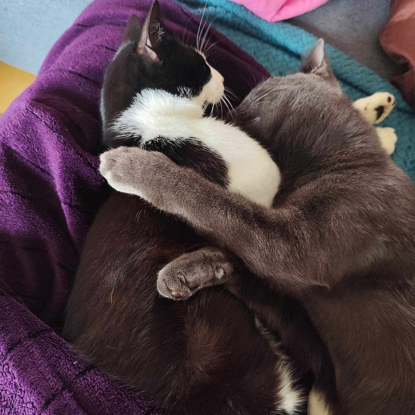 Milow a rejoint le concours — aidez-le/la à gagner de superbes lots ! cat, cats, feline, pets, cuddle, hug, snuggle, cozy, blanket, purple, black_and_white_cat, grey_cat, indoor, relaxing, fur, whiskers, animal, companionship, resting, cute