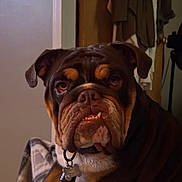 Reese is registered to the contest to win money with this photo: bulldog, dog, pet, indoor, blanket, plaid, brown, wrinkles, face, collar, tag, ears, cute, animal, mammal, portrait, sitting, expression, cozy, home