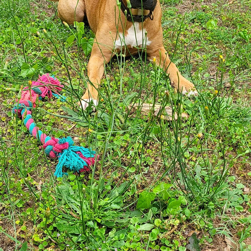 Cinnamon is registered to the contest to win money with this photo: animal, brown_dog, canine, collar, cute, dog, ears, field, fur, grass, greenery, leaf, nature, outdoor, pet, plant, playful, relaxed, summer, toy