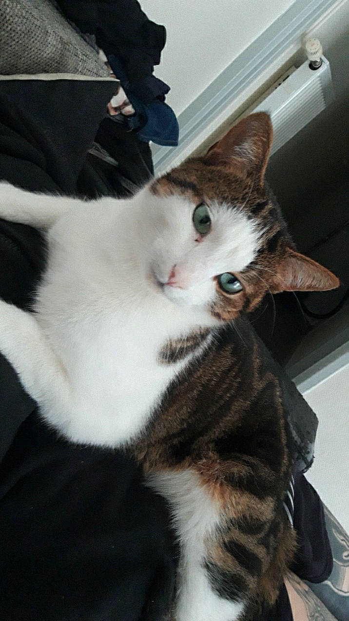 Captain participe au concours pour gagner de l'argent avec cette photo : box, carnivore, cat, domestic_short_haired_cat, felidae, fur, paw, small_to_medium_sized_cats, snout, tail, whiskers, window