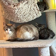 Bearbear joined the competition — help win amazing prizes! animal, cat, cat_tree, cozy, cute, ears, feline, fluffy, fur, hammock, home, indoor, kitten, mammal, pet, relaxed, resting, sleeping, tabby, whiskers