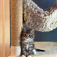 Bearbear is registered to the contest to win money with this photo: kitten, cat, cat_tree, furry, pet, indoor, animal, cute, fluffy, hammock, paw, sitting, curious, feline, young, striped, whiskers, looking, platform, cozy