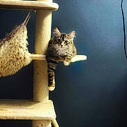 Bearbear is registered to the contest to win money with this photo: animal, blue_wall, cat, cat_tree, climbing, curious, cute, domestic_cat, fur, furniture, hanging_toy, indoor, kitten, paw, pet, relaxed, resting, scratched_post, tabby, young_cat