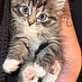 kitten, cat, blue_eyes, fluffy, paws, tattoo, hand, holding, pet, cute, feline, animal, close_up, domestic_animal, whiskers, young, gray, white, fur, portrait