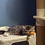 kitten, sleeping, toy, paw, white_surface, blue_wall, picture_frame, scratching_post, furniture, indoor, cozy, pet, cat, resting, furry, small_animal, home, cute, relaxed, animal