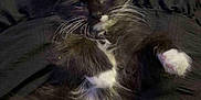 Jasper is registered to the contest to win money with this photo: kitten, cat, black_and_white, fluffy, paws, sleepy, pet, animal, indoor, fabric, soft, cute, whiskers, pink, paw_prints, background, feline, domestic, relaxed, multiple_cats