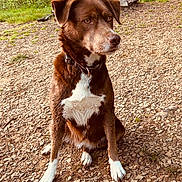 Coco joined the competition — help win amazing prizes! dog, brown, white, sitting, outdoor, nature, grass, rocky_path, collar, pet, canine, fur, ears, paws, animal, leash, daylight, portrait, alert, ground