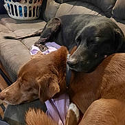 Coco is registered to the contest to win money with this photo: animal, black_dog, blanket, brown_dog, companion, couch, cozy, dog, domestic, friendship, fur, home, indoor, laundry_basket, pet, relaxing, resting, sleeping, snuggling, tail