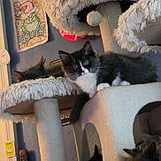 Sparky is registered to the contest to win money with this photo: cat, kitten, cat_tree, feline, pet, indoor, plush, shaggy, fur, black_and_white, resting, curious, cute, animal, wall_art, poster, remote_control, home, cozy, playful