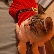 Stormi joined the competition — help win amazing prizes! cat, animal, pet, feline, costume, red_dress, bed, indoor, curious, whiskers, fur, ears, paws, home, cozy, resting, cute, holiday, festive, soft