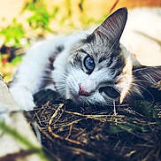 Stormi is registered to the contest to win money with this photo: animal, blue_eyes, calm, cat, close_up, daylight, fur, greenery, leaves, lying_down, mammal, nature, outdoor, pet, portrait, relaxing, shadows, sunlight, twigs, whiskers