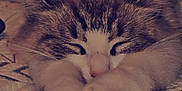 Stormi joined the competition — help win amazing prizes! cat, sleeping, paws, fur, quilt, texture, cozy, pet, animal, resting, cute, whiskers, indoor, mammal, relaxed, feline, closeup, soft, comfort, peaceful