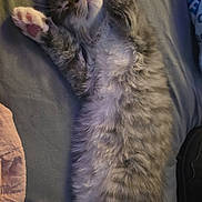 Spazz joined the competition — help win amazing prizes! cat, tabby_cat, sleeping, stretching, fluffy, pet, animal, indoor, bed, blanket, paw, fur, relaxed, cozy, cute, whiskers, tail, resting, domestic_cat, nap
