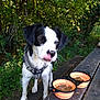 animal, bench, black_and_white, canine, closeup, daylight, dog, dog_food, feeding_time, food_bowl, greenery, harness, licking, nature, outdoor, park, pet, tongue_out, trees, wooden_table