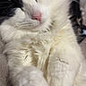 cat, sleeping, black_and_white, fluffy, soft, paws, nose, fur, cozy, relaxed, close_up, pet, animal, whiskers, cute, indoor, resting, peaceful, adorable, feline